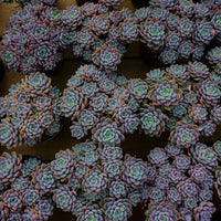 6'' Echeveria Tinkerbell, Rare Live Succulent Plants