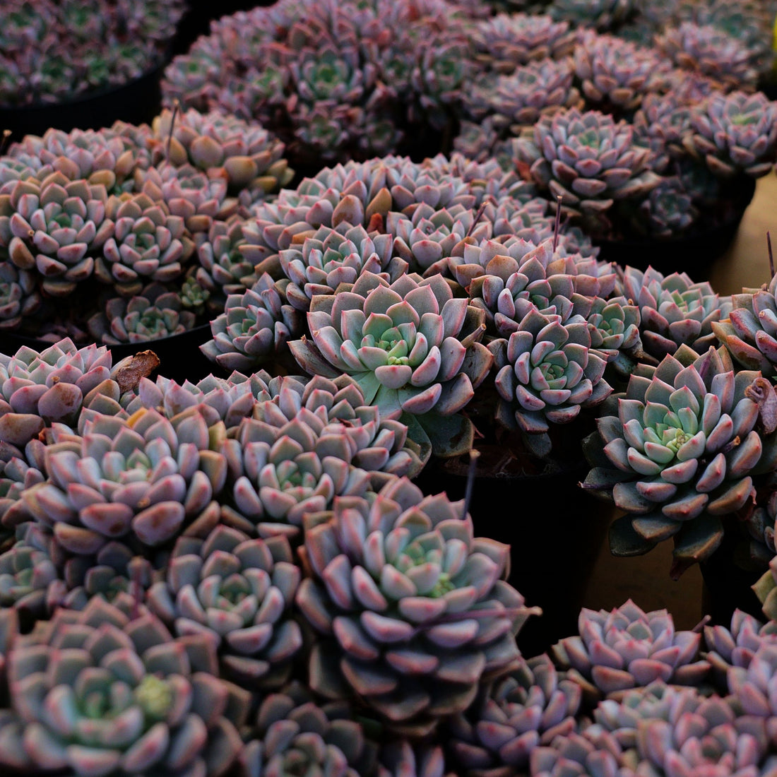 6'' Echeveria Tinkerbell, Rare Live Succulent Plants