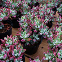 5'' Echeveria Pulvinata Rose, Rare Live Succulent Plants