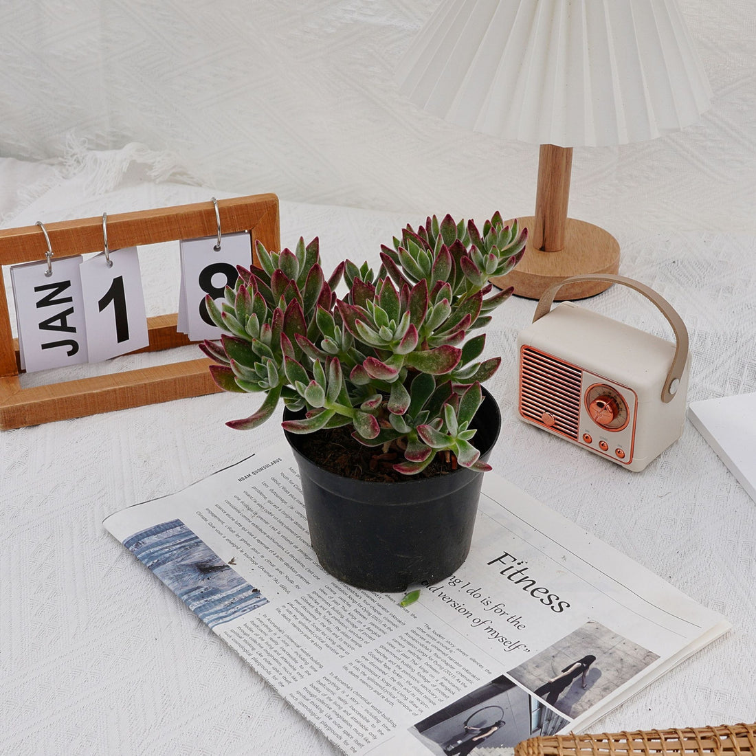 5'' Echeveria Pulvinata Rose, Rare Live Succulent Plants