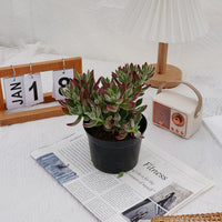 5'' Echeveria Pulvinata Rose, Rare Live Succulent Plants