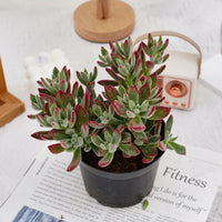 5'' Echeveria Pulvinata Rose, Rare Live Succulent Plants