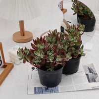 5'' Echeveria Pulvinata Rose, Rare Live Succulent Plants