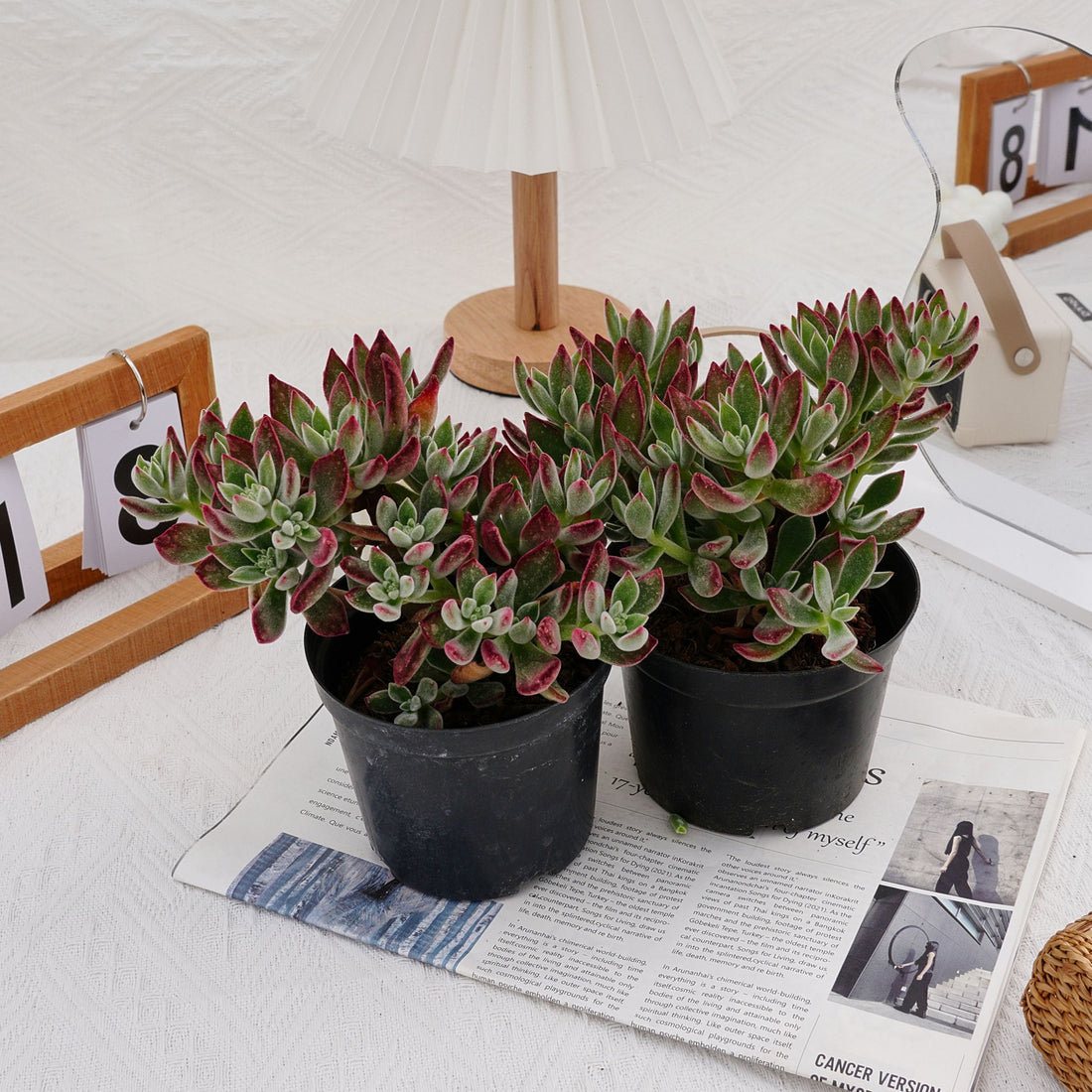 5'' Echeveria Pulvinata Rose, Rare Live Succulent Plants