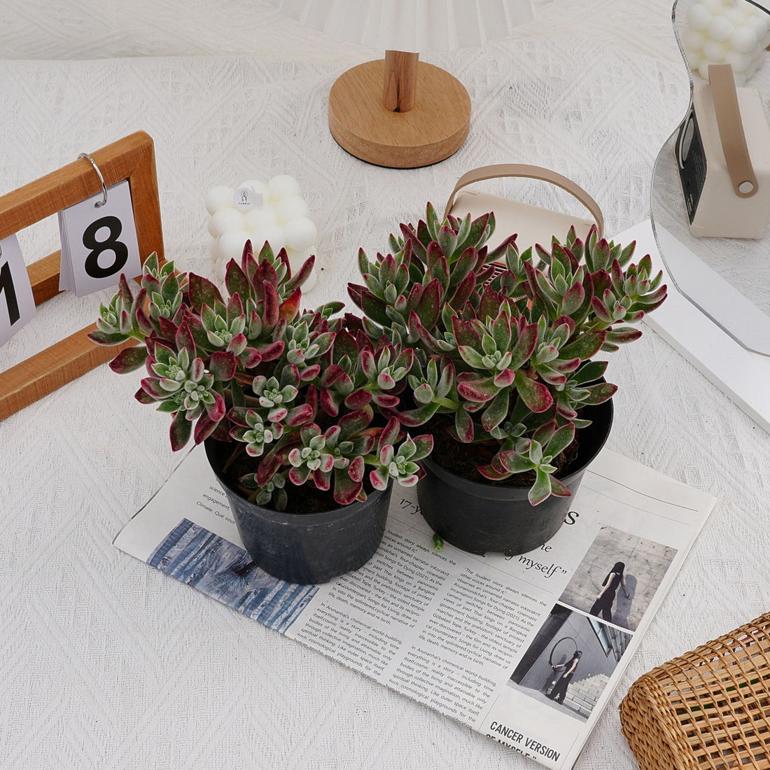 5'' Echeveria Pulvinata Rose, Rare Live Succulent Plants