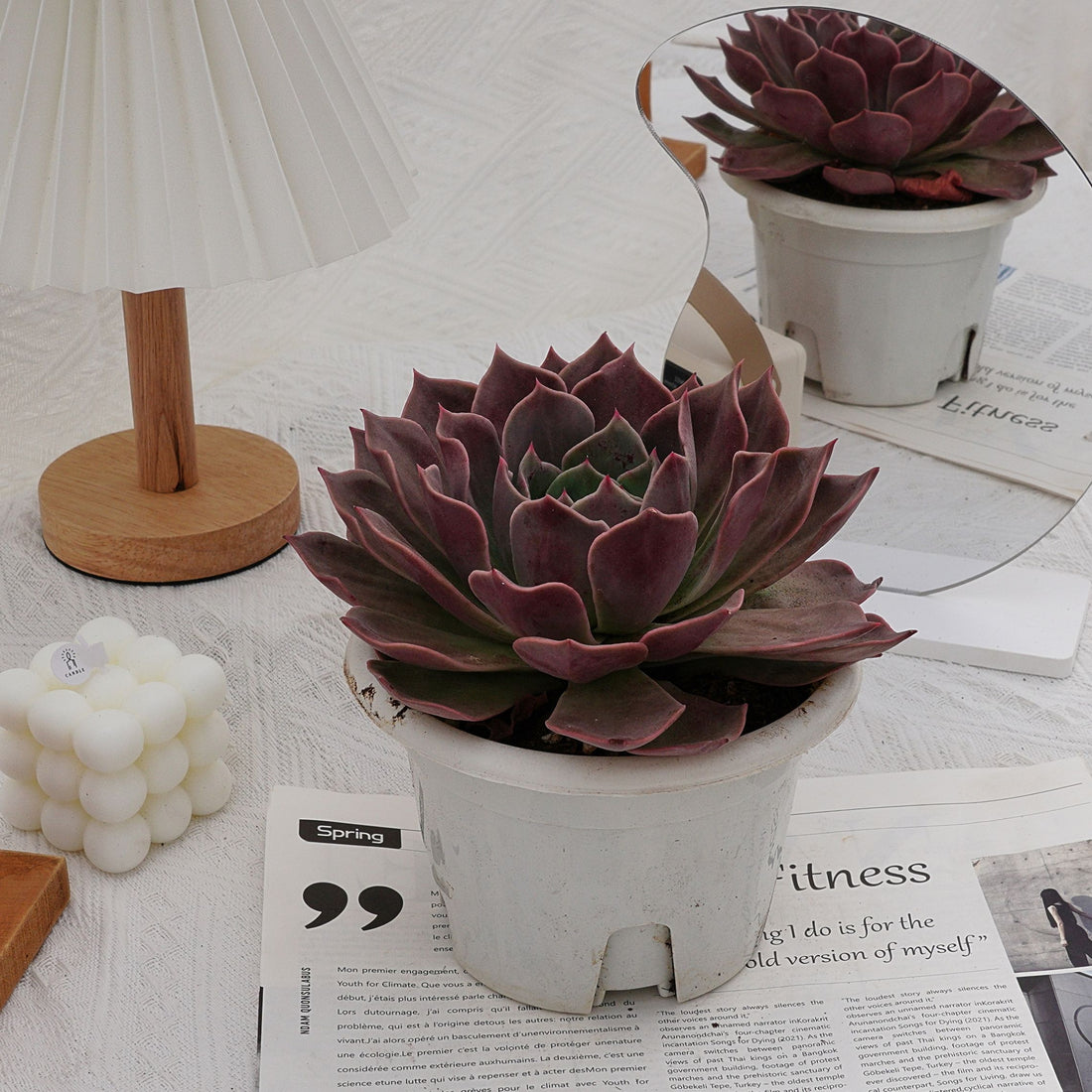 7'' Echeveria Elizabeth, Rare Live Succulent Plants