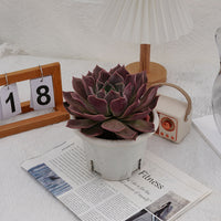 7'' Echeveria Elizabeth, Rare Live Succulent Plants