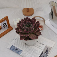 7'' Echeveria Elizabeth, Rare Live Succulent Plants