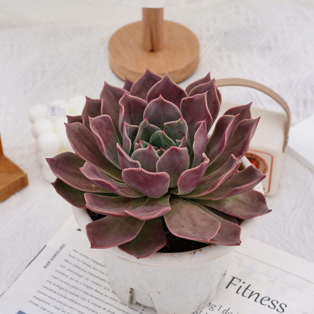 7'' Echeveria Elizabeth, Rare Live Succulent Plants