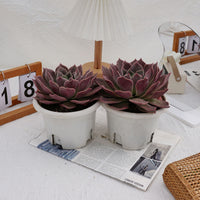 7'' Echeveria Elizabeth, Rare Live Succulent Plants