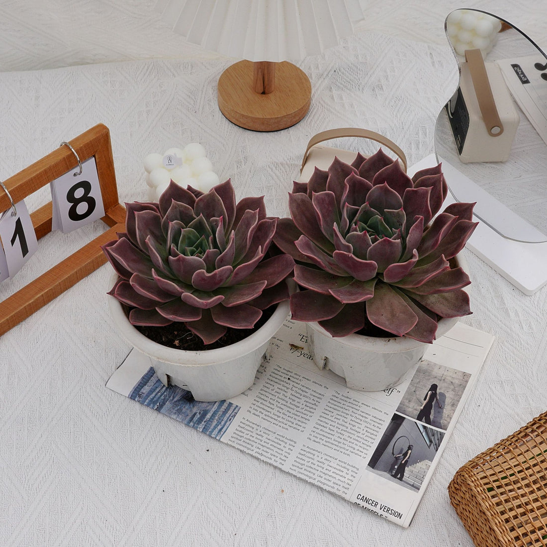 7'' Echeveria Elizabeth, Rare Live Succulent Plants