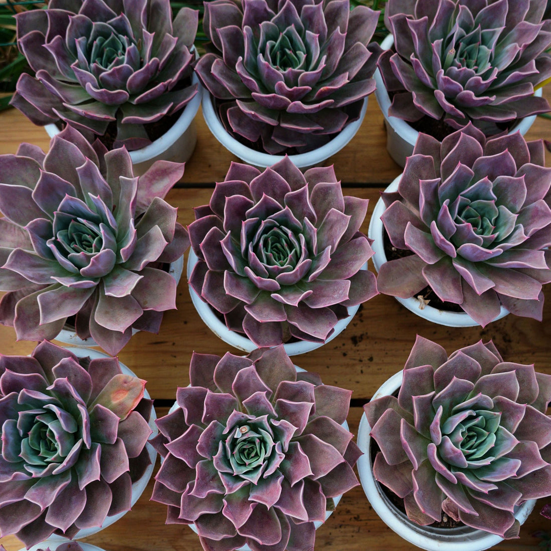 7'' Echeveria Elizabeth, Rare Live Succulent Plants