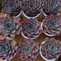 7'' Echeveria Elizabeth, Rare Live Succulent Plants