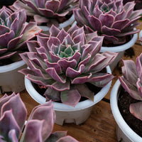 7'' Echeveria Elizabeth, Rare Live Succulent Plants