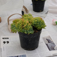 6'' Echeveria Pansy Crested, Rare Live Succulent Plants