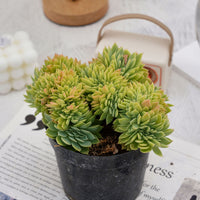 6'' Echeveria Pansy Crested, Rare Live Succulent Plants
