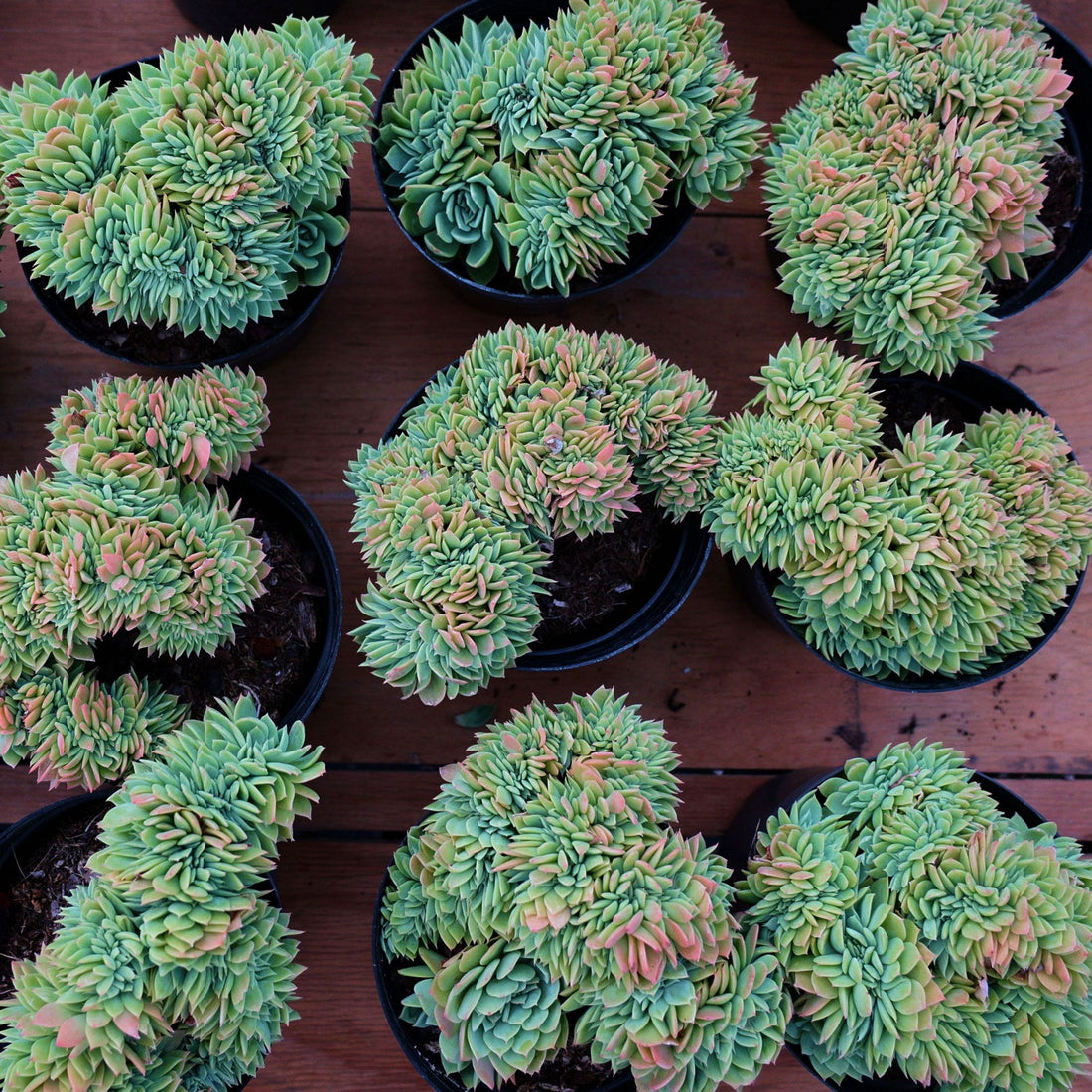 6'' Echeveria Pansy Crested, Rare Live Succulent Plants
