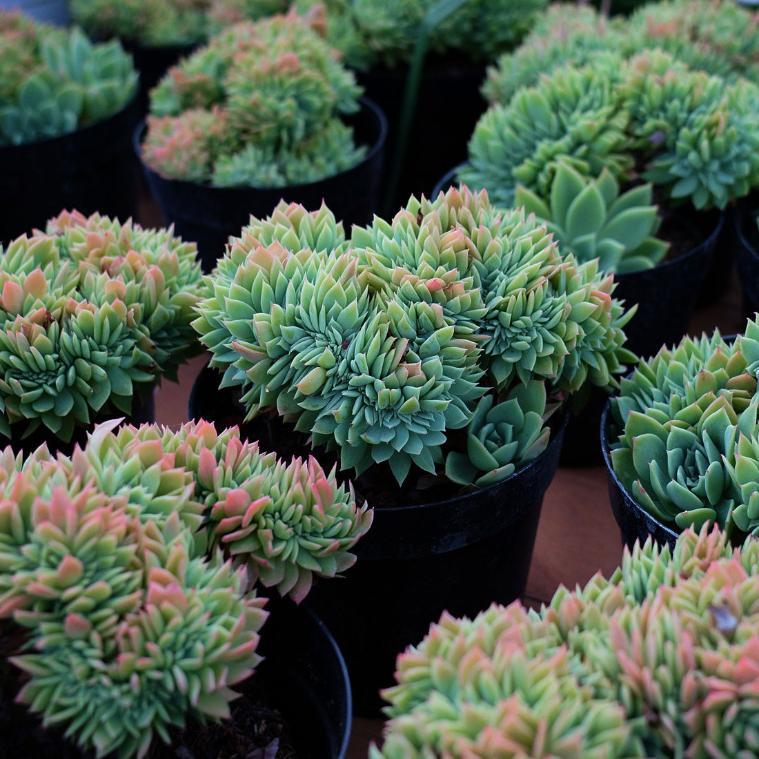 6'' Echeveria Pansy Crested, Rare Live Succulent Plants
