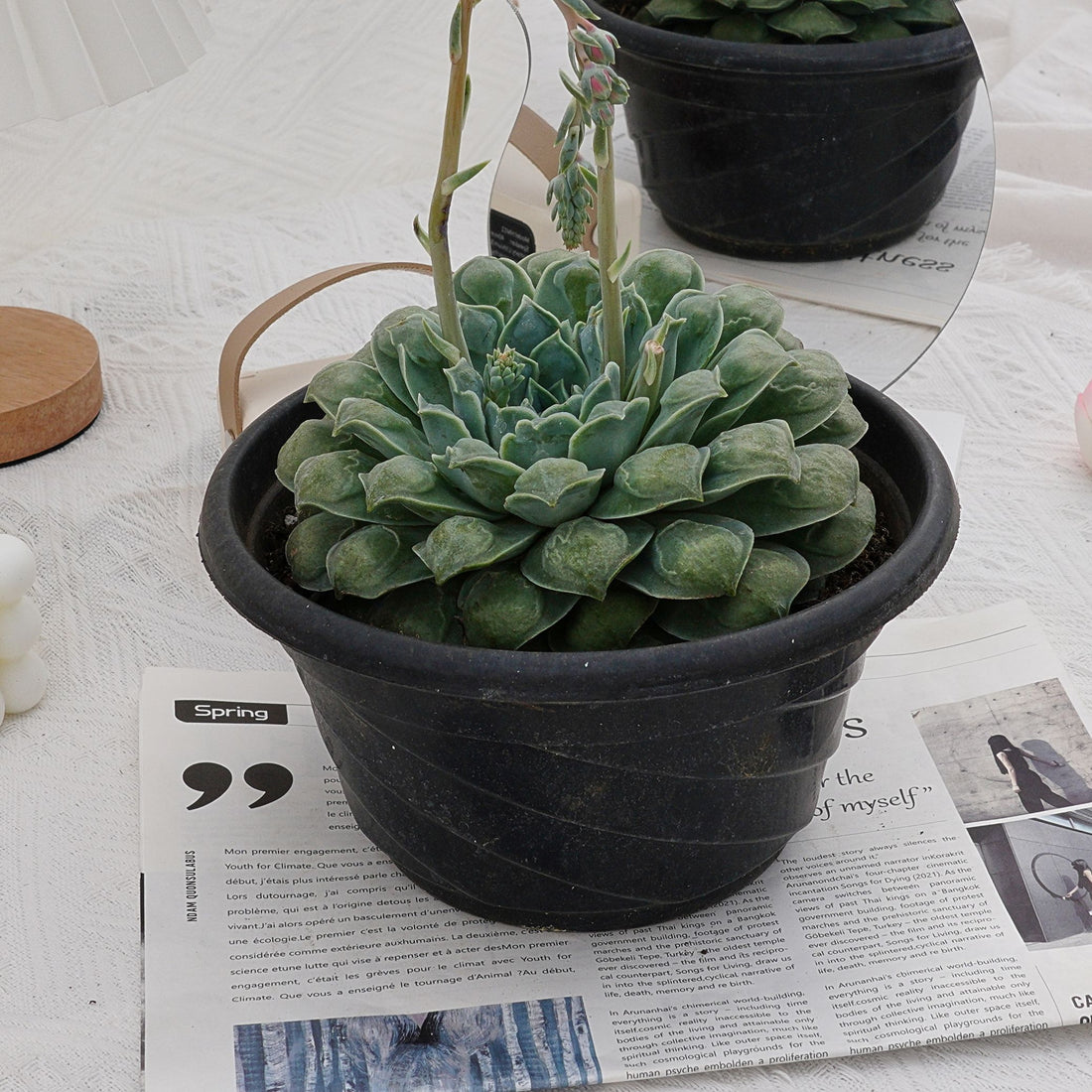 8'' Echeveria Wonderful Wizard, Rare Live Succulent Plants