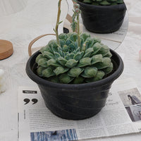8'' Echeveria Wonderful Wizard, Rare Live Succulent Plants