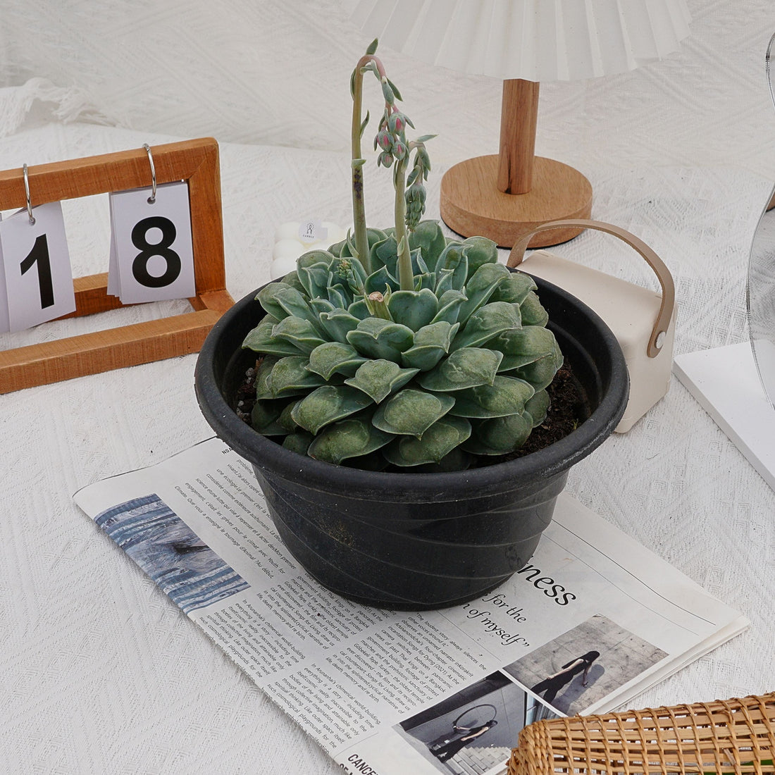 8'' Echeveria Wonderful Wizard, Rare Live Succulent Plants