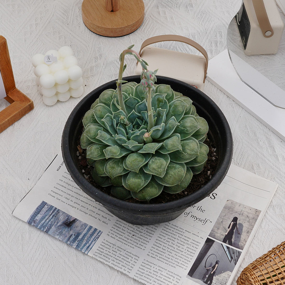 8'' Echeveria Wonderful Wizard, Rare Live Succulent Plants