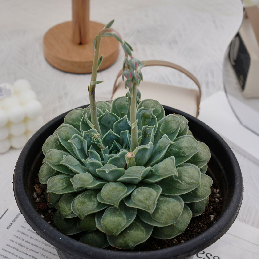8'' Echeveria Wonderful Wizard, Rare Live Succulent Plants