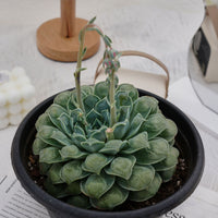 8'' Echeveria Wonderful Wizard, Rare Live Succulent Plants