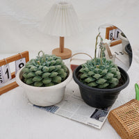 8'' Echeveria Wonderful Wizard, Rare Live Succulent Plants