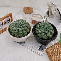 8'' Echeveria Wonderful Wizard, Rare Live Succulent Plants