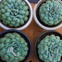 8'' Echeveria Wonderful Wizard, Rare Live Succulent Plants
