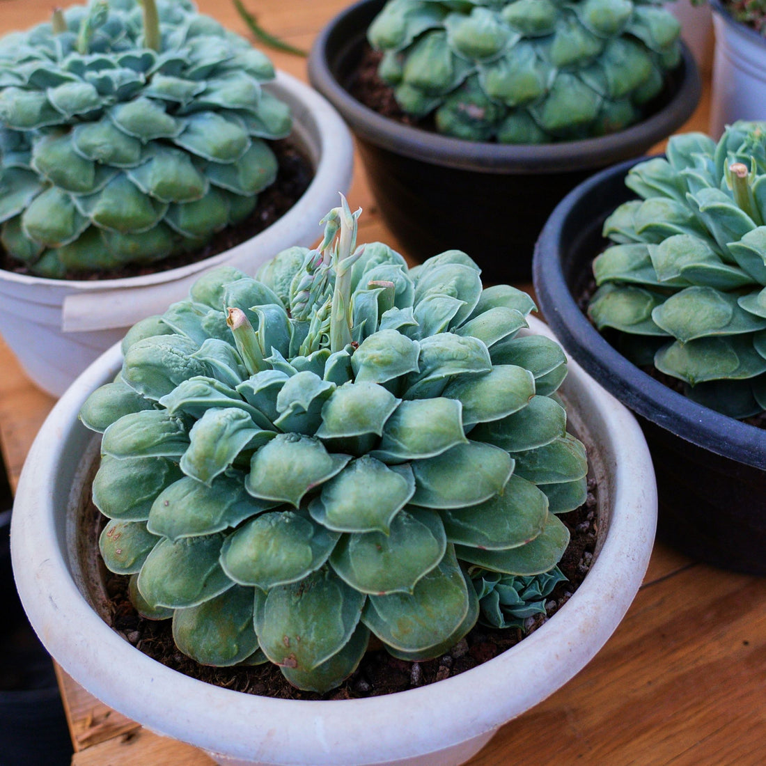 8'' Echeveria Wonderful Wizard, Rare Live Succulent Plants