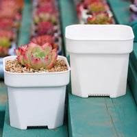 2 inch plastic succulent flower pot