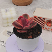 3'' Echeveria Jinzhou Variegated, Rare Live Succulent Plants