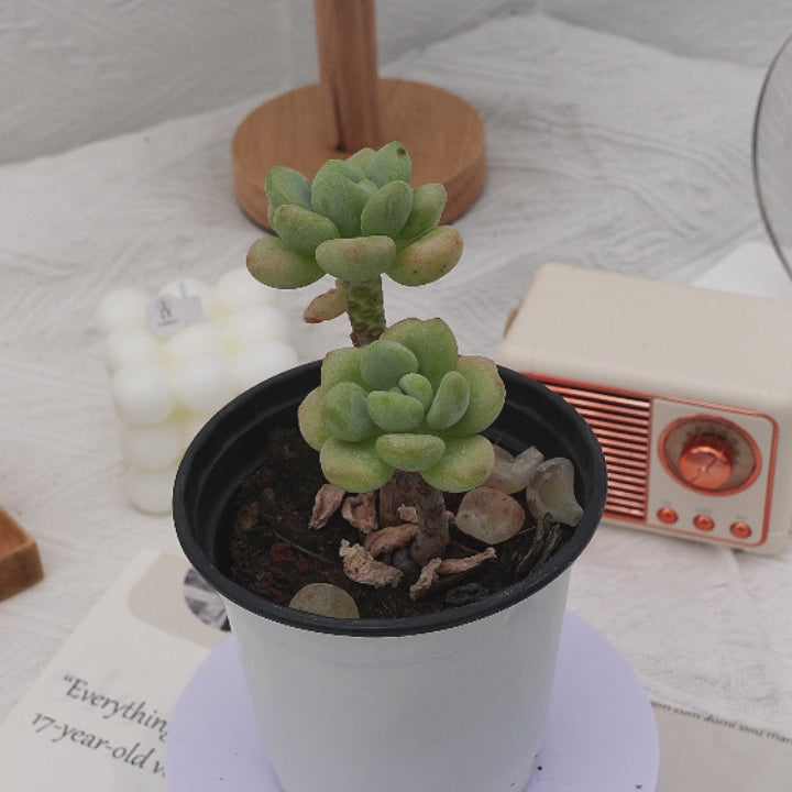 succulent candy 3'' Echeveria White Milk Candy, Rare Live Succulent Plants