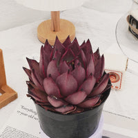 6'' Echeveria Agavoides Romeo, Rare Live Succulent Plants