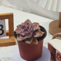 4'' Graptoveria Gypsy Variegated, Rare Live Succulent Plants