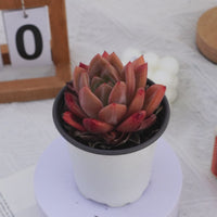 4'' Echeveria Purple Champagne, Rare Live Succulent Plants