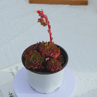 4'' Echeveria Elizabeth, Rare Live Succulent Plants