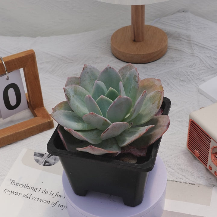 5'' Echeveria Cream Tea, Rare Live Succulent Plants – cocosucculent