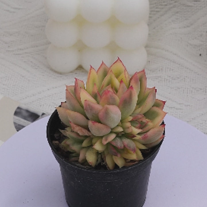 mebina succulent 2'' Echeveria Mebina Variegated, Rare Live Succulent Plants – cocosucculent