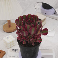 5'' Aeonium Pink Witch, Rare Live Succulent Plants