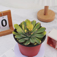 5'' Echeveria Fairy Variegated, Rare Live Succulent Plants
