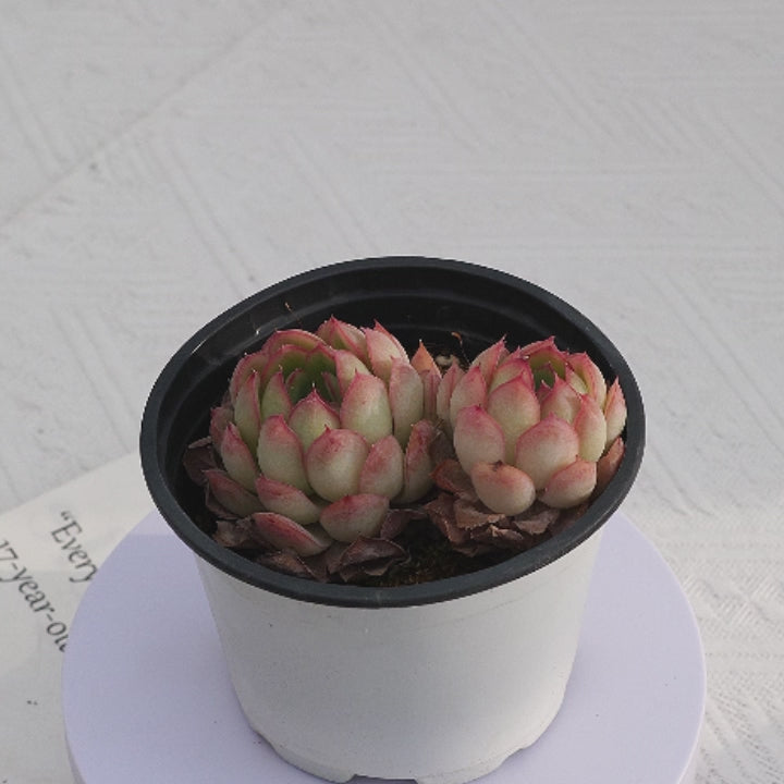 strawberry ice succulents 3'' Echeveria Strawberry Ice, Rare Live Succulent Plants – cocosucculent