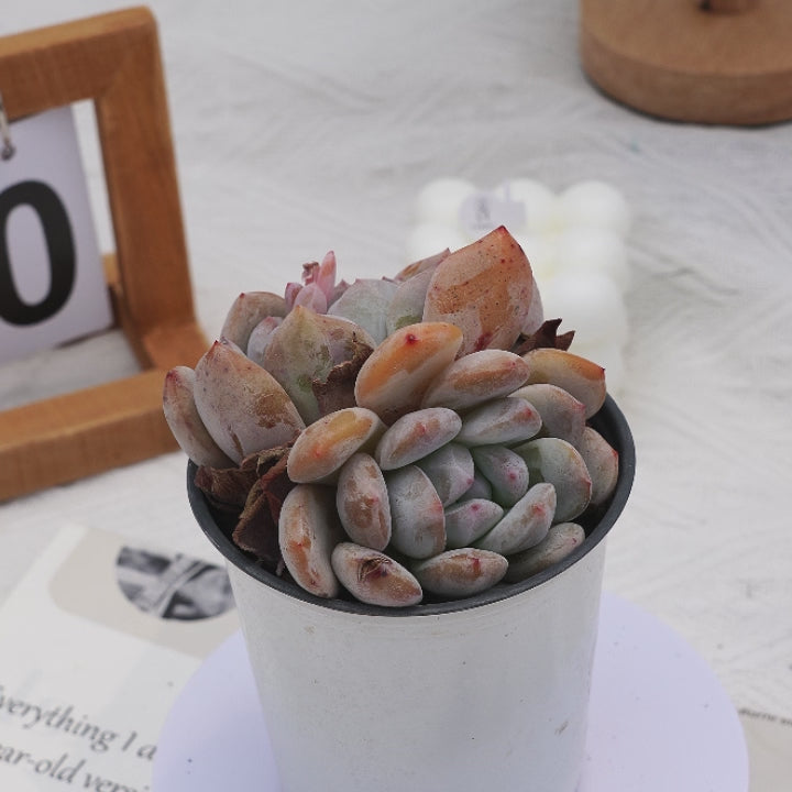 4'' Echeveria Orange Monroe, Rare Live Succulent Plants – cocosucculent