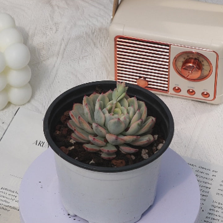 3'' Echeveria Minima Variegated, Rare Live Succulent Plants – cocosucculent