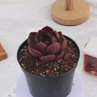 3'' Echeveria Red Light, Rare Live Succulent Plants