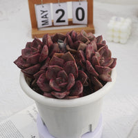7'' Echeveria Colored Glaze Cup, Rare Live Succulent Plants