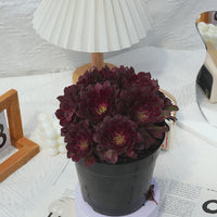 6'' Aeonium Mardi Gras, Rare Live Succulent Plants