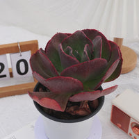 5'' Echeveria Suyon, Rare Live Succulent Plants